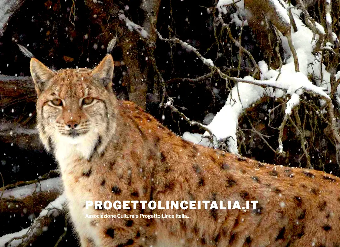 Comunicazione digitale per la conservazione della lince eurasiatica
